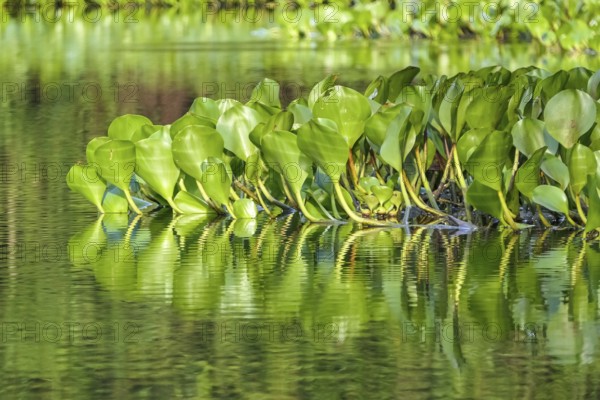 Close-up of Water Hyacinth leaves reflecting on the water surface in sunshine, Pantanal Wetlands,