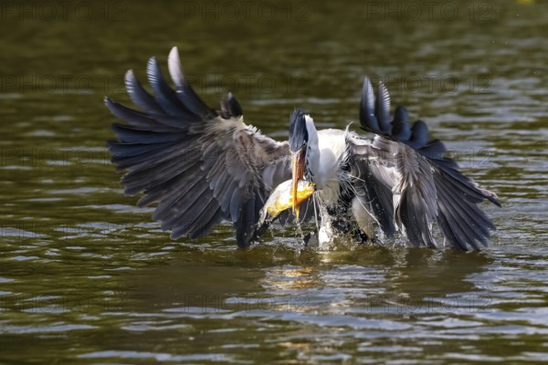 Cocoi heron catching a Pirhana in flight over river surface, spread wings, Pantanal Wetlands, Mato