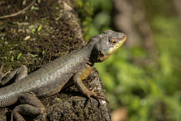 Close-up of a Brazilian Collared Lizard on a rock in sunshine, Iguazu Falls, Argentina, South