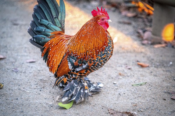 Colourful rooster (Gallus gallus domesticus) with impressive plumage on the ground, Eisenberg,