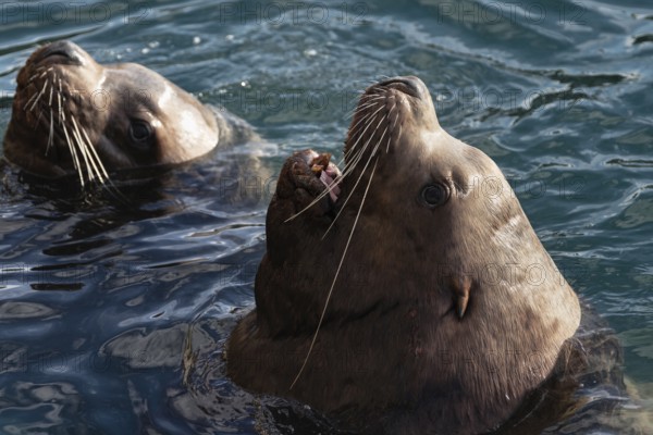 Wild Steller Sea Lion or Northern Sea Lion (Eumetopias Jubatus) with open mouth and teeth fangs