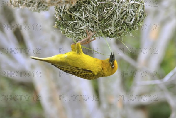 Cape Weaver, Ploceus capensis, a resident breeding bird species endemic to South Africa building a