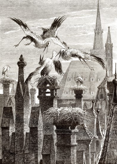 Storchennester in der Stadt Straßburg, Elsass, Frankreich, 19. Jahrhundert