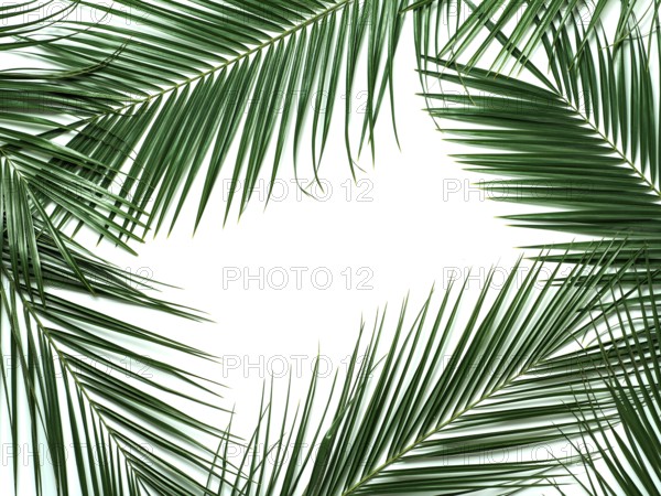 Palm leaves isolated on white background. Tropical leaves top view or flat lay. Tropical