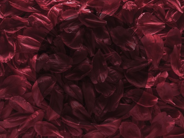 Background of red peony petals. Bright saturated red purple peony pattern background. Burgundy