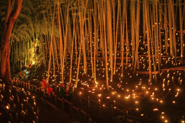 Bamboo forest light up (small desk Castle forest of citizen). Shooting Location: Yokohama-city