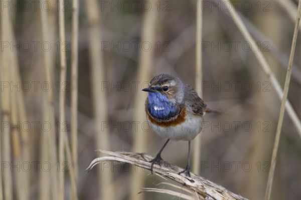 Bluethroat, Luscinia svecica, bluethroat
