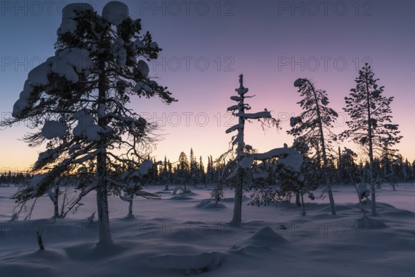 Winter landscape at dusk, Muddus National Park, Norrbotten, Lapland, Sweden, December 2015, Europe