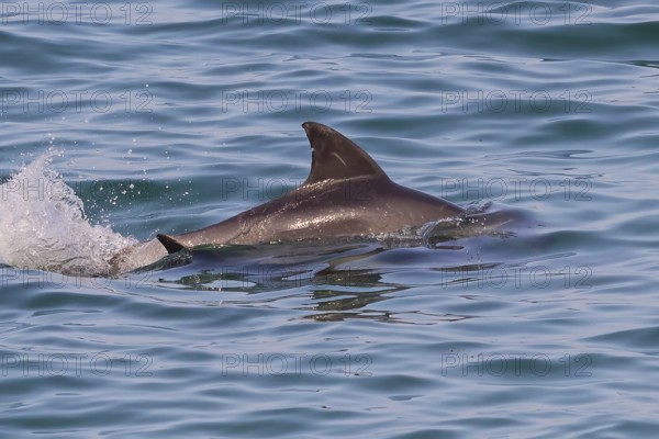 Bottlenose dolphin, (Tursiops truncatus), dolphin, dolphin, mammals, animals, Dhofar Governorate,