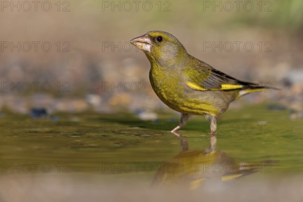 Greenfinch (Chloris chloris) Family of sparrows, male Lesbos, Greece, Europe