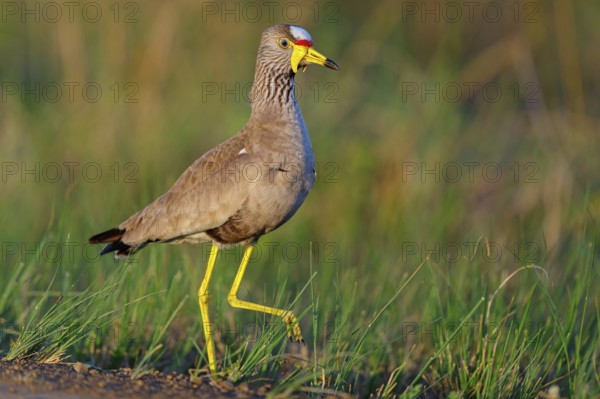 Senegal Lapwing, (Vanellus senegallus), Africa, South Africa, KwaZulu-Natal, Triele family,