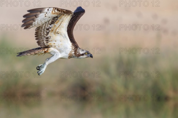 An osprey in search of food, (Pandiaon haliaetus), family of birds of prey, biotope, habitat,
