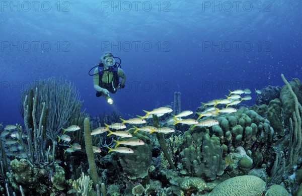 Diver and yellow mullet, Mulloidichthys martinicus, Netherlands Antilles, Bonaire, Caribbean,