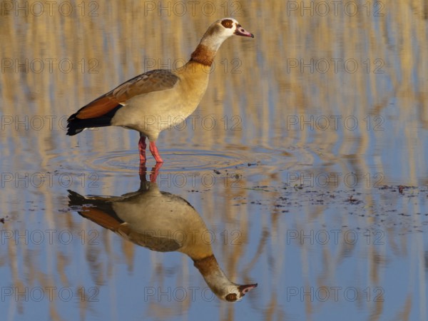 Egyptian goose, (Alopochen aegyptiacus), biotope, habitat, foraging, Wagbachniederung nature