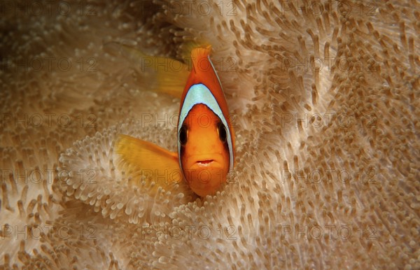 Red Sea Anemonefish, Amphiprion bicinctus, Djibouti, Djibouti, Africa, Afar Triangle, Gulf of Aden,