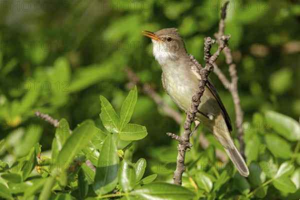 Olive warbler, (Hippolais olivetorum), animal, animals, bird, birds, biotope, habitat, perch,
