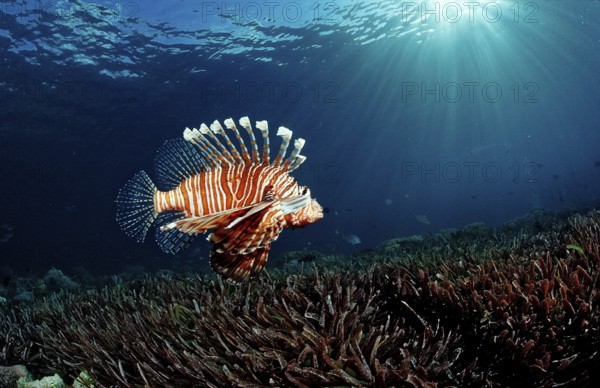 Common lionfish over seagrass, Pterois volitans, Indonesia, Wakatobi Dive Resort, Sulawesi, Indian