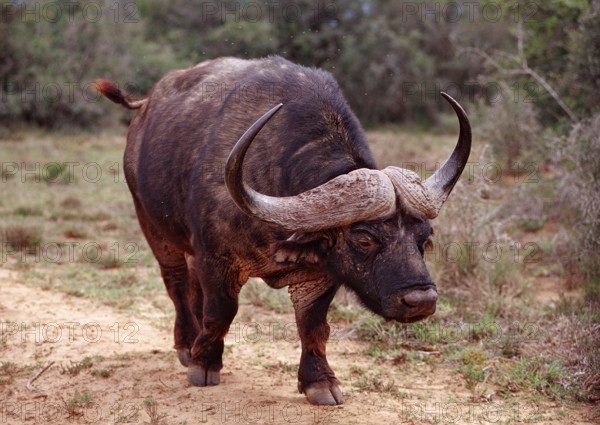 Cape buffalo, Syncerus caffer, South Africa, Addo Elephant National Park, Africa