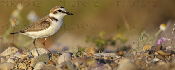 Animals, birds, plover, Kentish plover, (Charadrius alexandrinus), biotope, habitat, foraging,