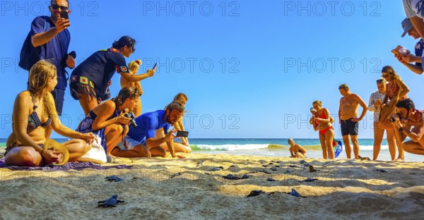 Many small baby turtles crawl out of the sand nest to the sea in Mirissa Beach Matara District