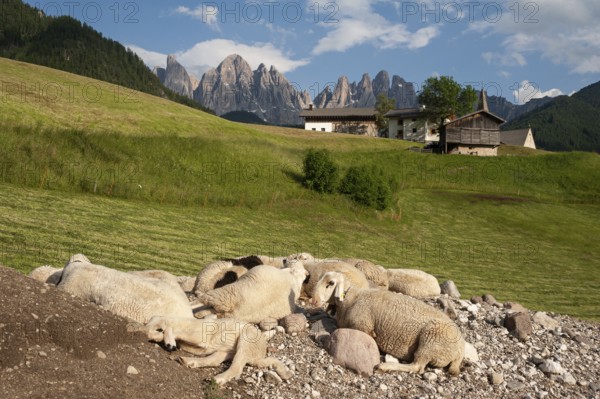 20.06.2019, St. Magdalena, Villnöss, Trentino, South Tyrol, Italy, Europe, Flock of sheep in the