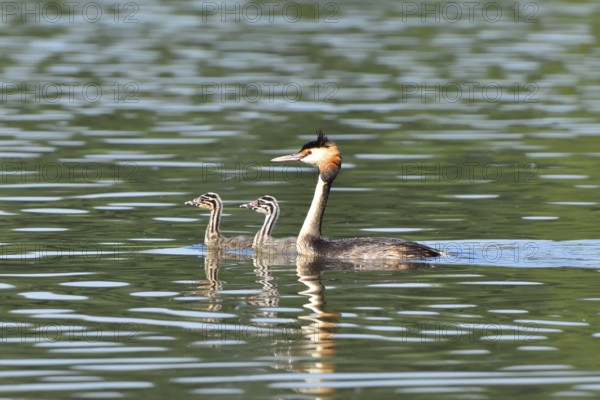 Great crested grebe, Great crested grebe, Podiceps cristatus, Grebe, Europe, Europe, Germany,