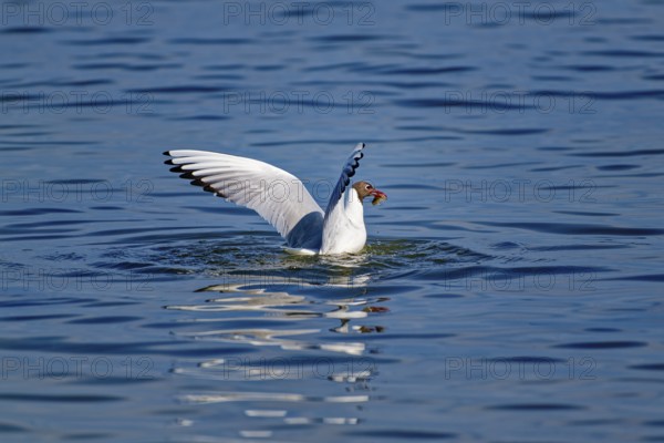 A black-headed gull (Chroicocephalus ridibundus) proudly flying on the water raises its wings after