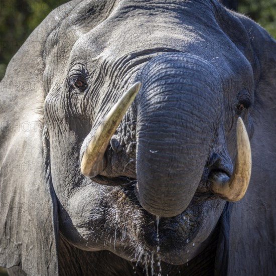African elephant (Loxodonta africana) drinking, portrait, Manyeleti Game Reserve, South Africa,