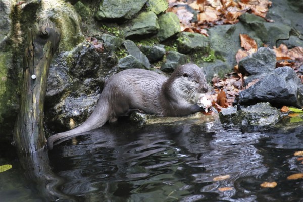 Otter (Lutra lutra)