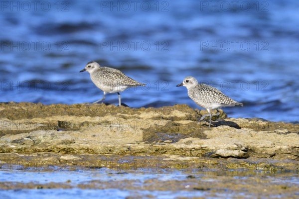 Little Ringed Plover (Pluvialis squatarola)