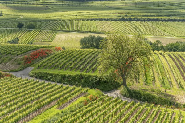 Poppies in bloom in the vineyard in spring. Kaiserstuhl, Emmendingen, Fribourg-en-Brisgau,