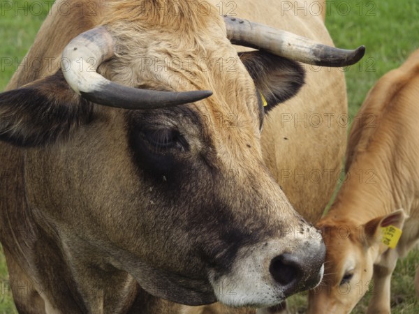 Close-up of a cow with horns and a calf in the background, Velen, North Rhine-Westphalia, Germany,