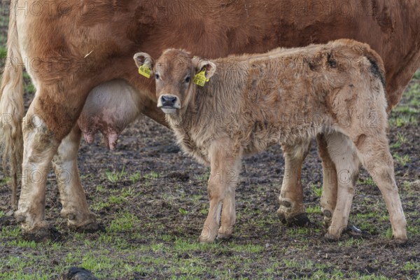A calf stands close to a cow in a meadow. The calf is wearing yellow ear tags, weseke, münsterland,