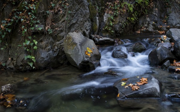 Water stream in the forest with yellow maple leaves on rocks in Autumn at Troodos mountains in