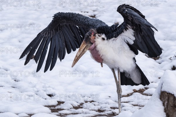 Marabou Stork (Leptoptilos crumeniferus) with outstretched wings in the snow. Portrait of large
