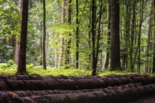 Woodland area of Granitz with European beech, Fagus sylvatica, and sessile oak, Quercus petraea, in