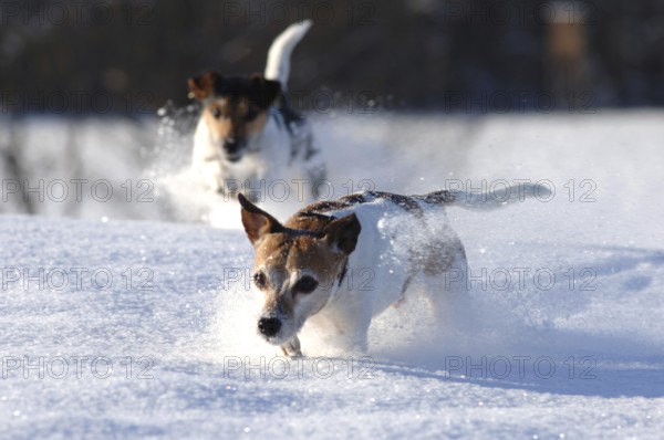 Two Jack Russell terriers, male dogs in deep snow