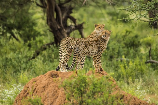 Two cheetahs perched on a termite mound in the savannah of Samburu Park in central Kenya in East
