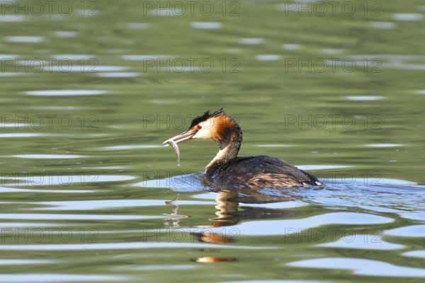 Great crested grebe, Great crested grebe, Podiceps cristatus, Grebe, Europe, Europe, Germany,