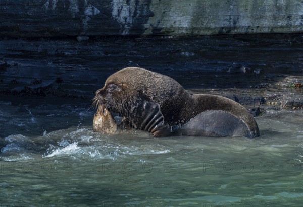 Male maned seal (Otaria flavescens) mating with a female, Bleaker Island, Falkland Islands, Great