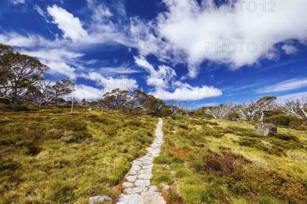 Landscape views along the Porcupine Walking Track on a summer's day in Kosciuszko National Park,