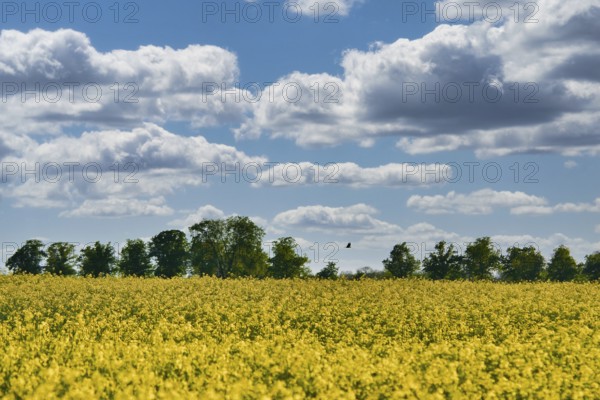 Rape with yellow flowers on the canola field. Cloudy sky. Product for edible oil and bio fuel.