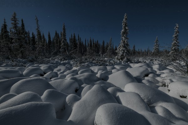 Winter landscape by moonlight, Muddus National Park, Laponia World Heritage Site, Norrbotten,