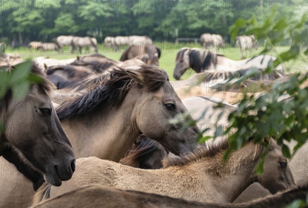 The Dülmen horses live wild near Dülmen, in the Merfelder Bruch nature reserve in North