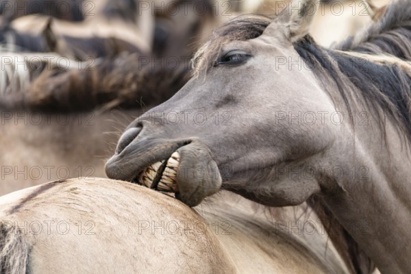 The Dülmen horses live wild near Dülmen, in the Merfelder Bruch nature reserve in North