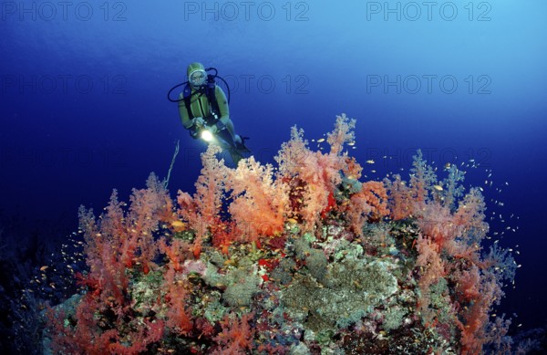 Diver and red soft corals, Acropora divaricata, Sudan, Africa, Red Sea, Africa