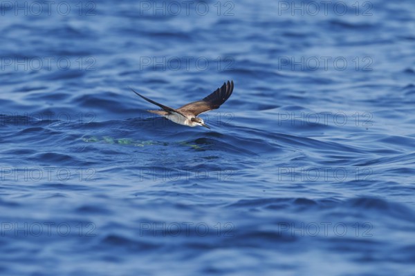 Animals, Birds, Tern, Bridled Tern, (Onychoprion anaethetus Syn: Sterna anaethetus), family of