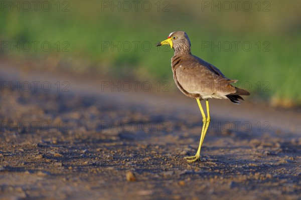 Senegal Lapwing, (Vanellus senegallus), Africa, South Africa, KwaZulu-Natal, Triele family,