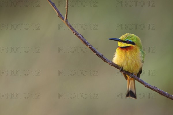 Pygmy Bee-eater, (Merops pusillus), on perch, Africa, South Africa, KwaZulu-Natal, Bee-eater