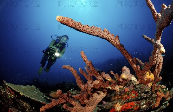 Diver and tube sponge, Aplysinia lacunosa, Catalina, Caribbean Sea, Dominican Republic, Central